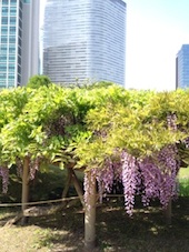 hamarikyu3.jpg