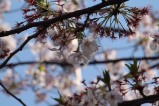 Nihombashi Sakura.JPG