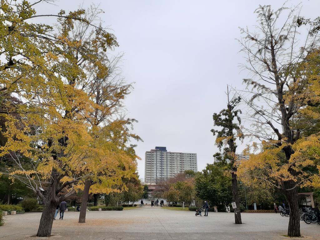  올해의 가을이라면!주오 구내 단풍 황엽 스냅