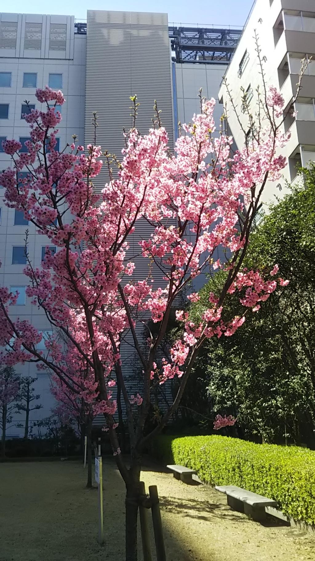 요코사쿠라 신카와 공원의 벚꽃 소메이요시노는 만개까지 조금 더?