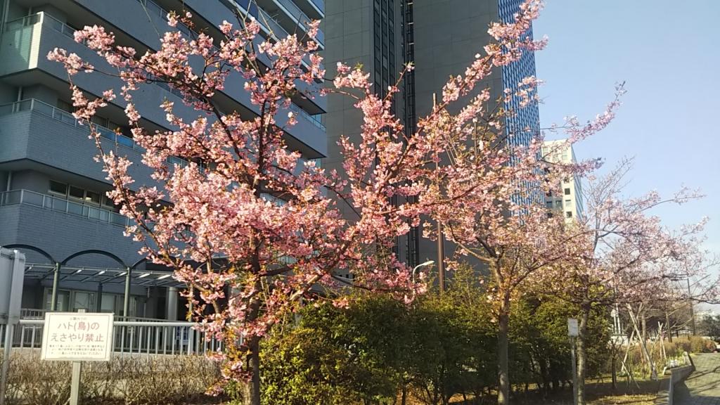 가와즈 사쿠라 신카와 공원의 벚꽃 소메이요시노는 만개까지 조금 더?