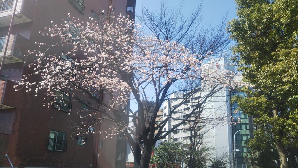 나가요바시를 지켜보는 훌륭한 오한 사쿠라 나가요바시리의 오한 벚꽃이 개화