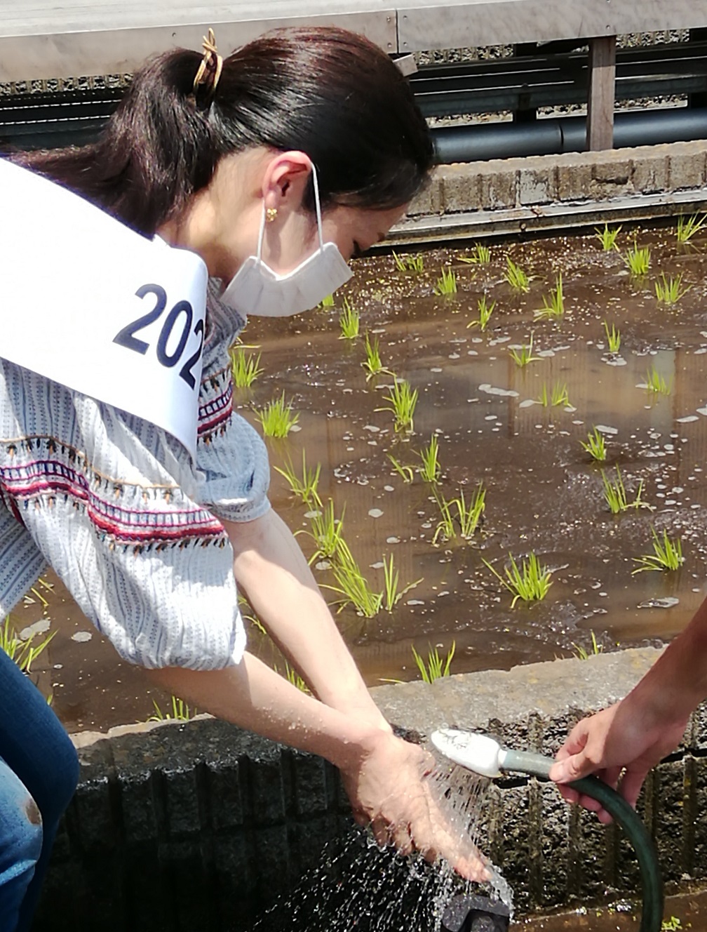  시라쓰루 긴자 천공 농원 2021년의 올해도 모내기입니다.
　　～하쿠쓰루 주조~