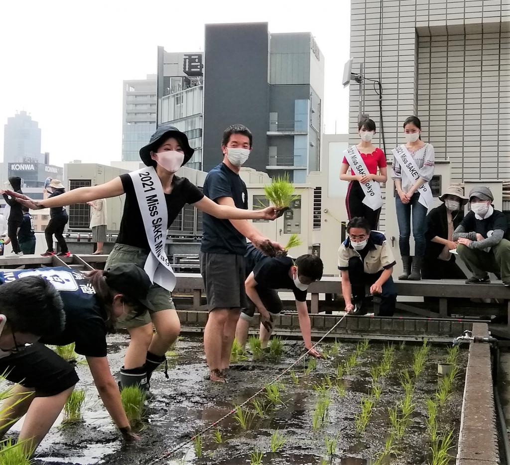  시라쓰루 긴자 천공 농원 2021년의 올해도 모내기입니다.
　　～하쿠쓰루 주조~