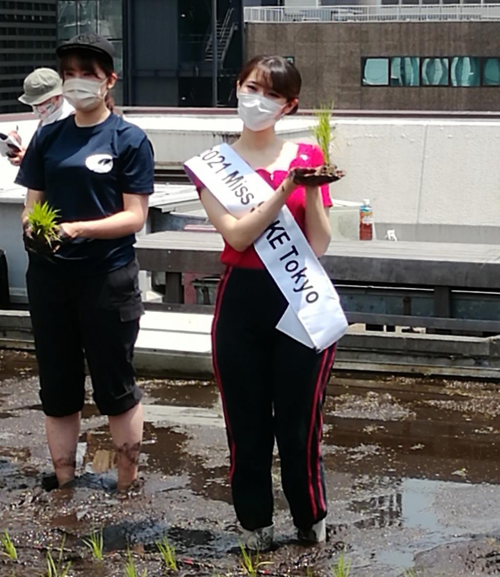  시라쓰루 긴자 천공 농원 2021년의 올해도 모내기입니다.
　　～하쿠쓰루 주조~