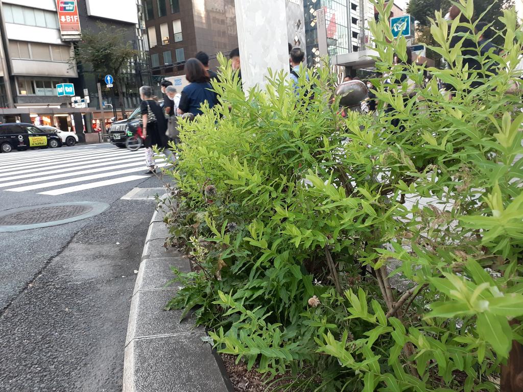  NEW GINZA STREETSCAPE~긴자의 거리에서 생각하는 일본의 전통과 온난화~