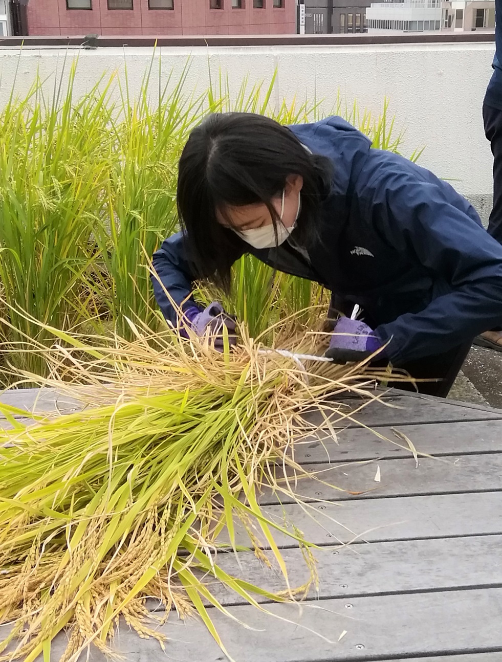  2021 시라쓰루 긴자 천공 농원 이나베리
　　～하쿠쓰루 주조~