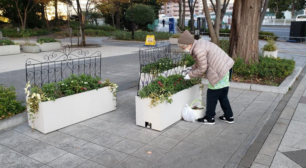  여명바시 공원에서 꽃의 손질 자원봉사씨와 만났습니다.