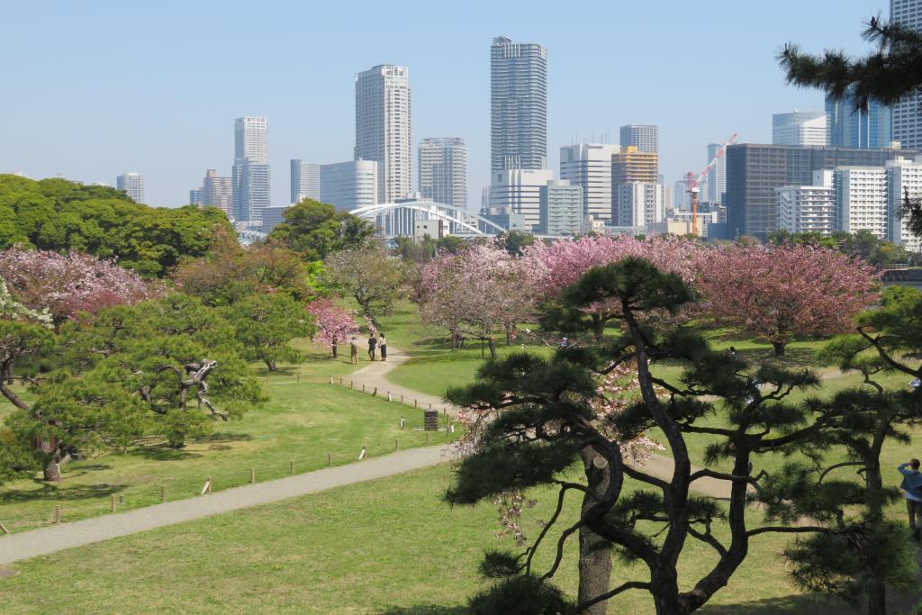 후지미산으로부터의 절경 하마리미야 오토엔 야에사쿠라가 만개　※월요일에도 개원