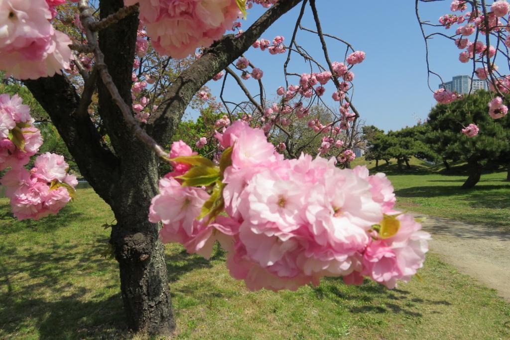 칸잔은 세키야마라고 쓰고, 요염이 있어 하마리미야 온사 정원 야에사쿠라가 만개　※월요일에도 개원