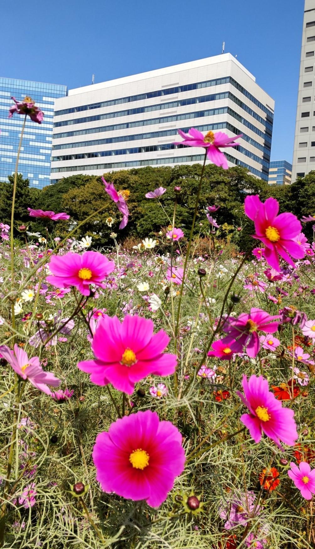  하마리궁 소요~아키사쿠라(코스모스)와 탕카에데~