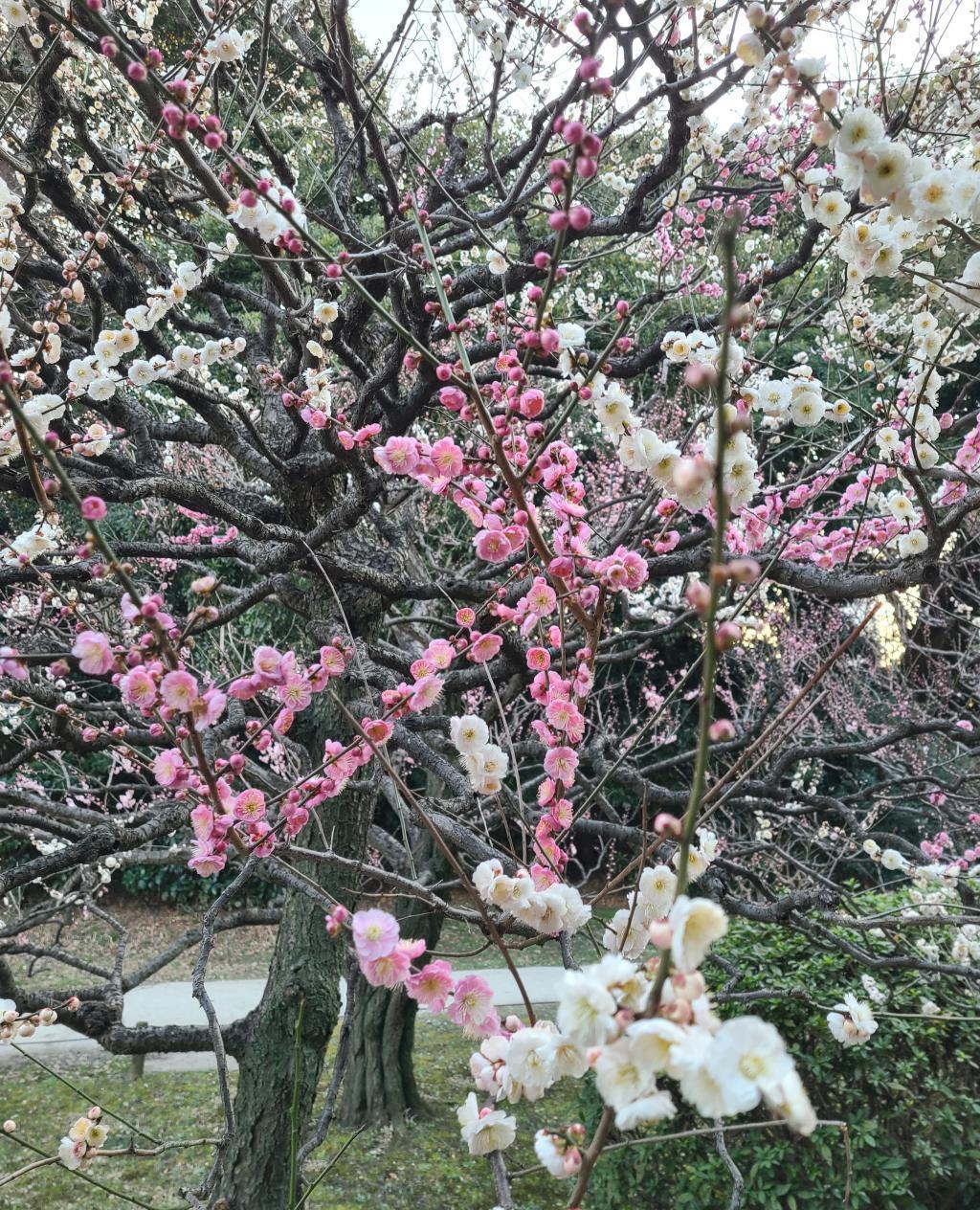 우메의 이름 “생각 그대로” 유채꽃이 볼로 하마리미야 온사 정원