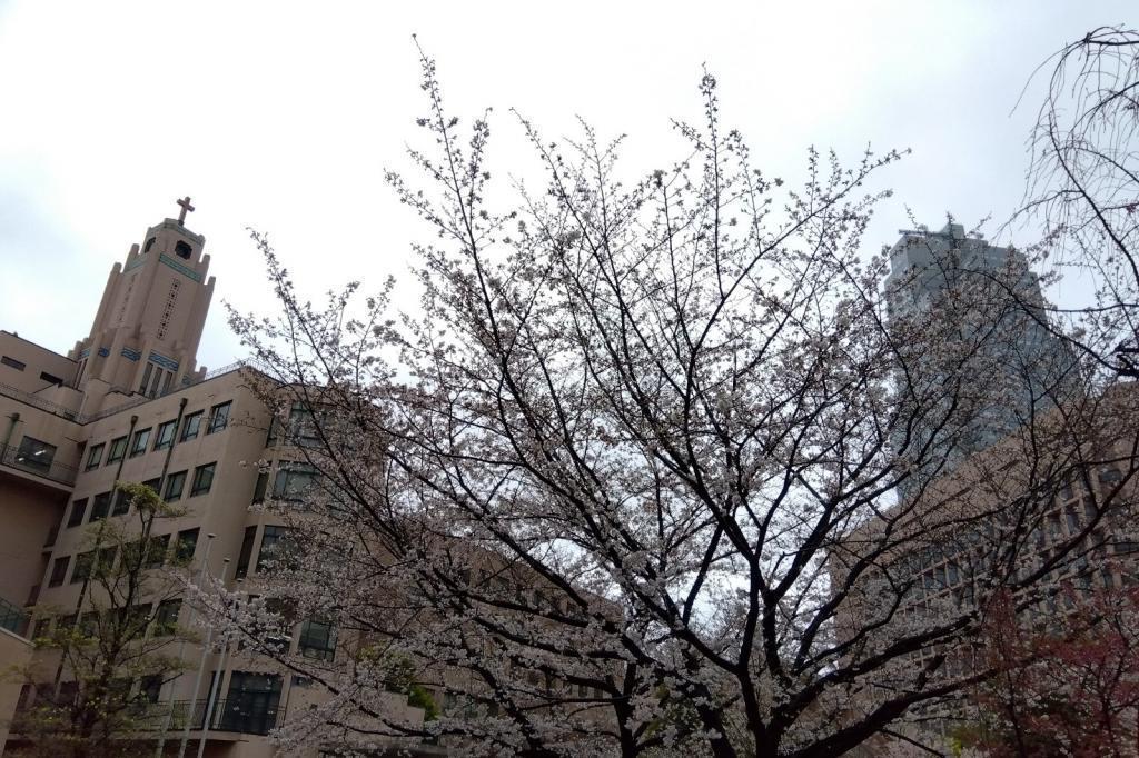 세이로가국제대학의 사쿠라쿄바시에서 쓰키지 하나미 산책