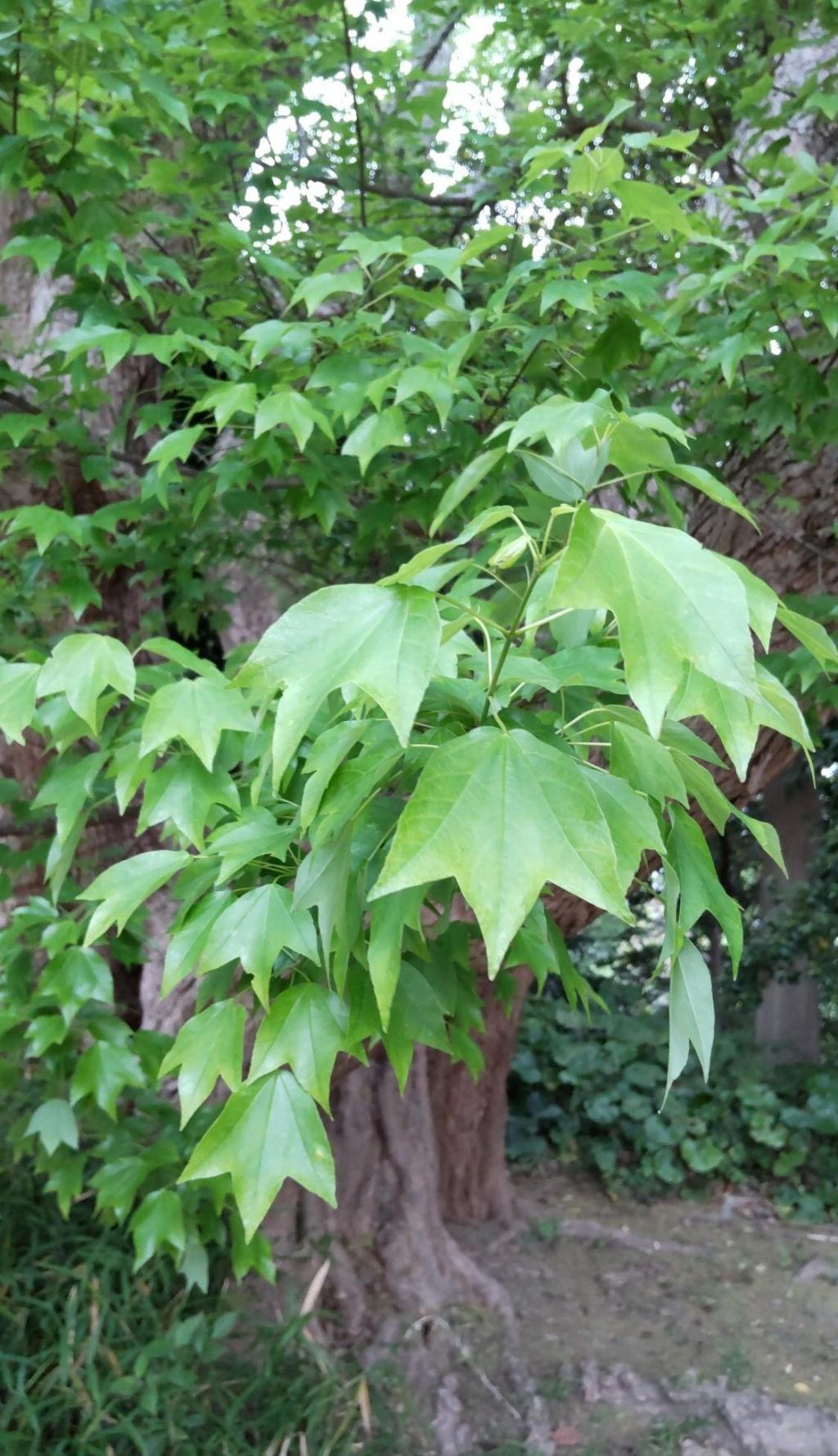  도쿠가와의 중요 군사 기밀 하마 고텐의 바바 이야기