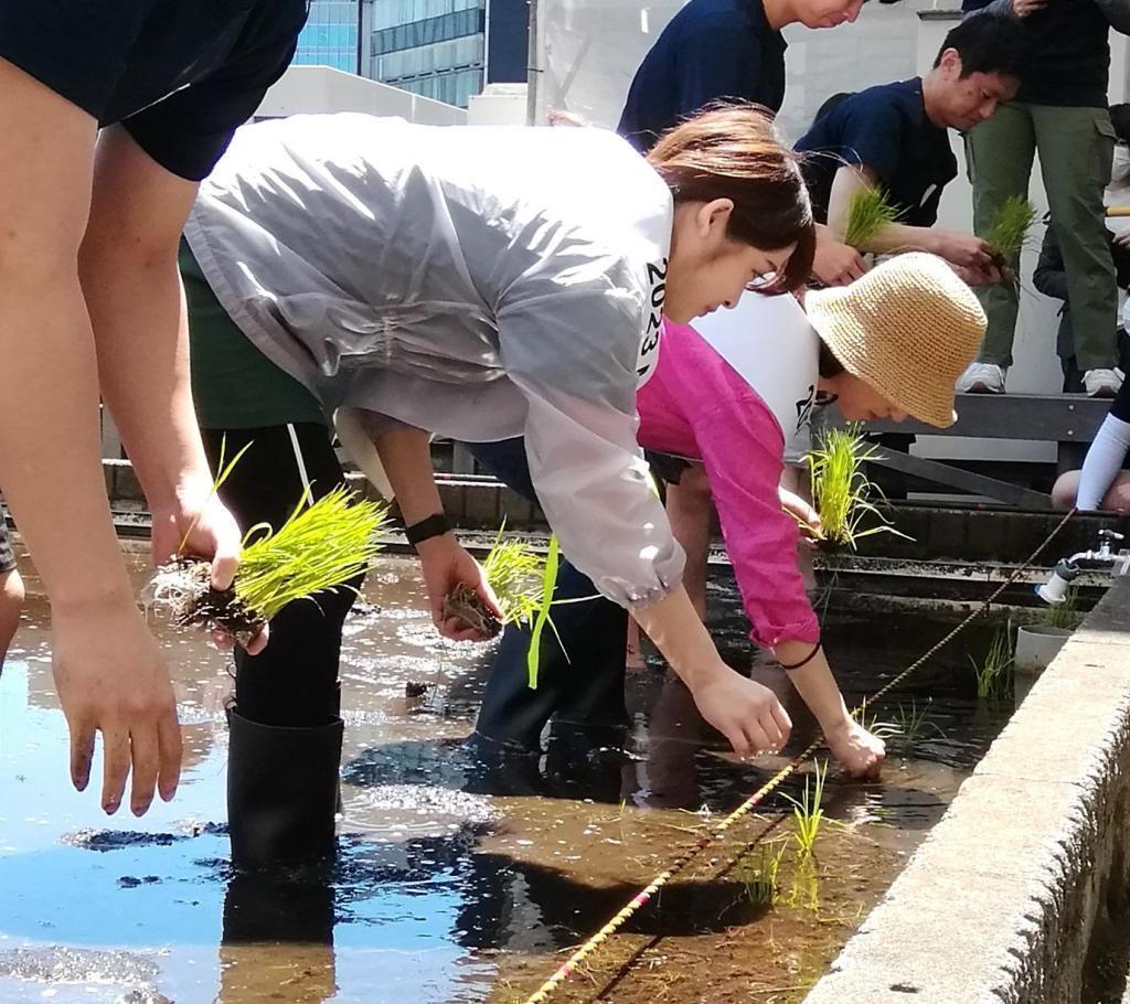  “백학 긴자 천공 농원” 2023년의 올해도 모내기입니다.
　　～하쿠쓰루 주조~