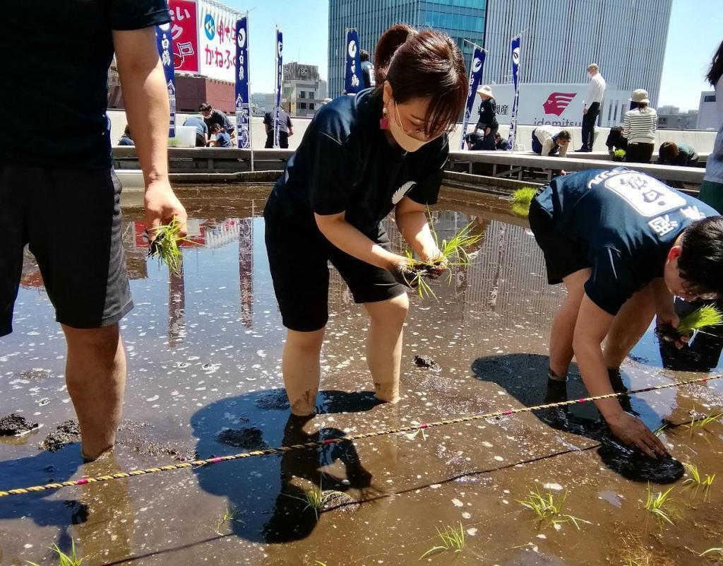  시라쓰루 긴자 천공 농원
　2023 현재 벼의 생육 상황
　　～하쿠쓰루 주조~