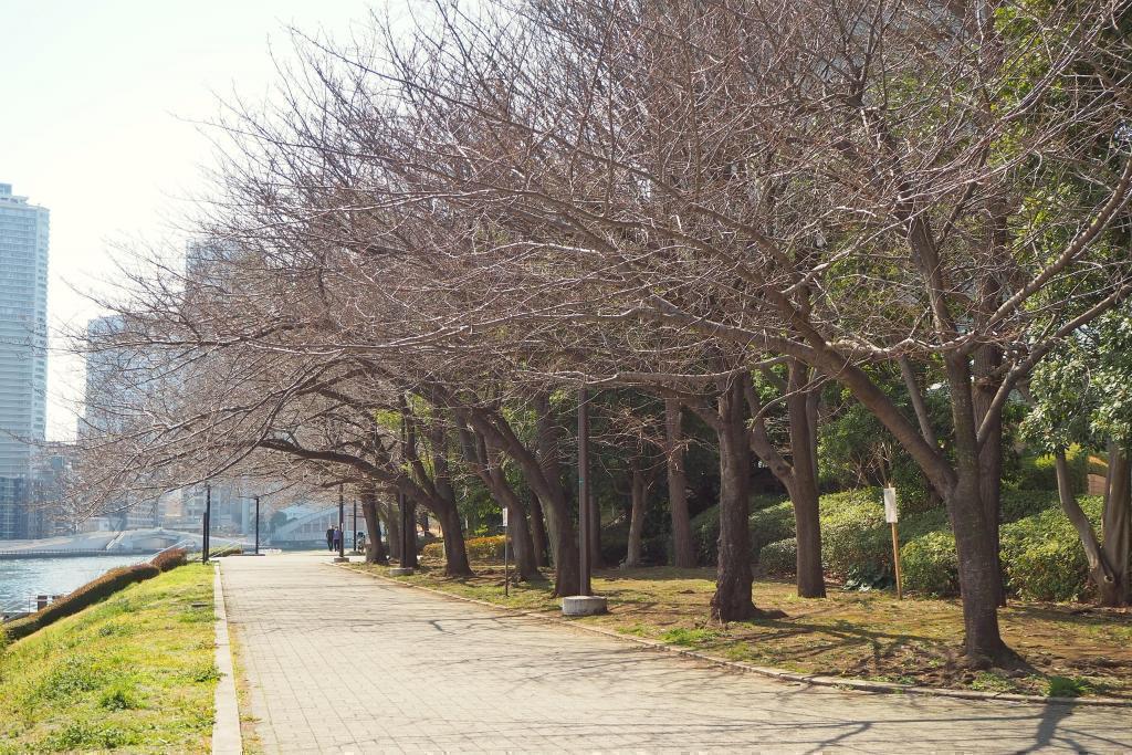  쓰키치역에서 스미다가와로~봄 대기 산책