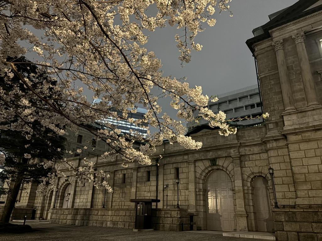 일본은행 앞의 벚꽃에 푹 니혼바시 에도 사쿠라도리, 밤벚꽃도 추천입니다.