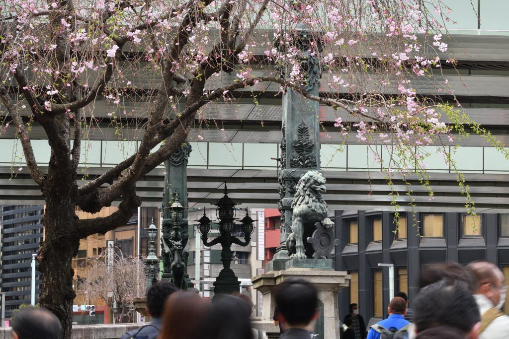  Cherry blossoms herald the arrival of spring in Chuo Ward