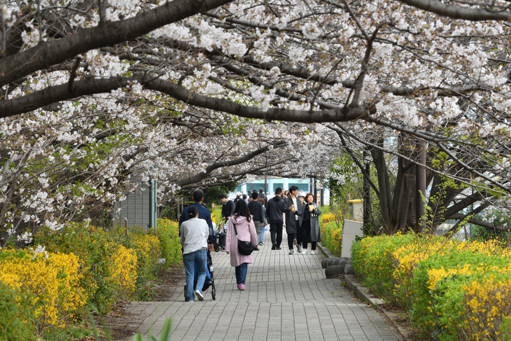  Cherry blossoms herald the arrival of spring in Chuo Ward