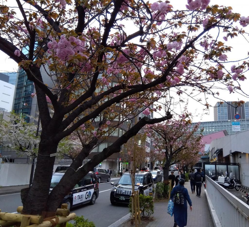 야에사쿠라 세키야마가 주입니다 긴자 1가는 긴자 사쿠라도리 야에사쿠라가 연을 겨룬다.