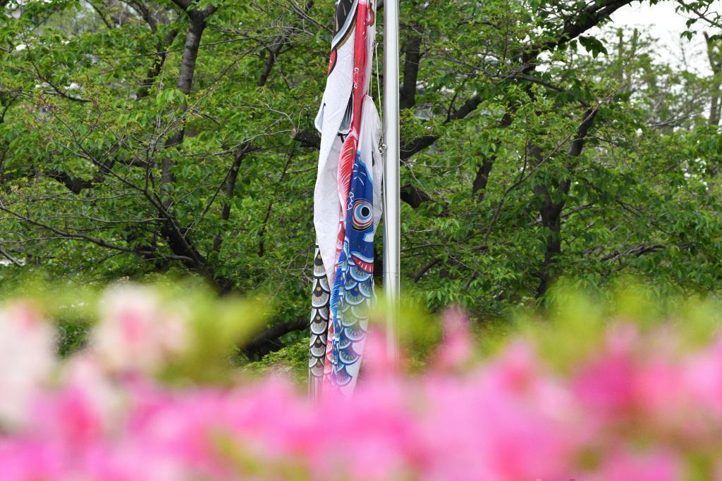  KOINOBORI swim in the sky of May