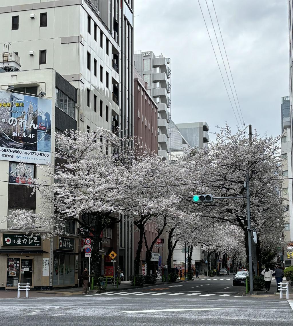  주오구노사쿠라