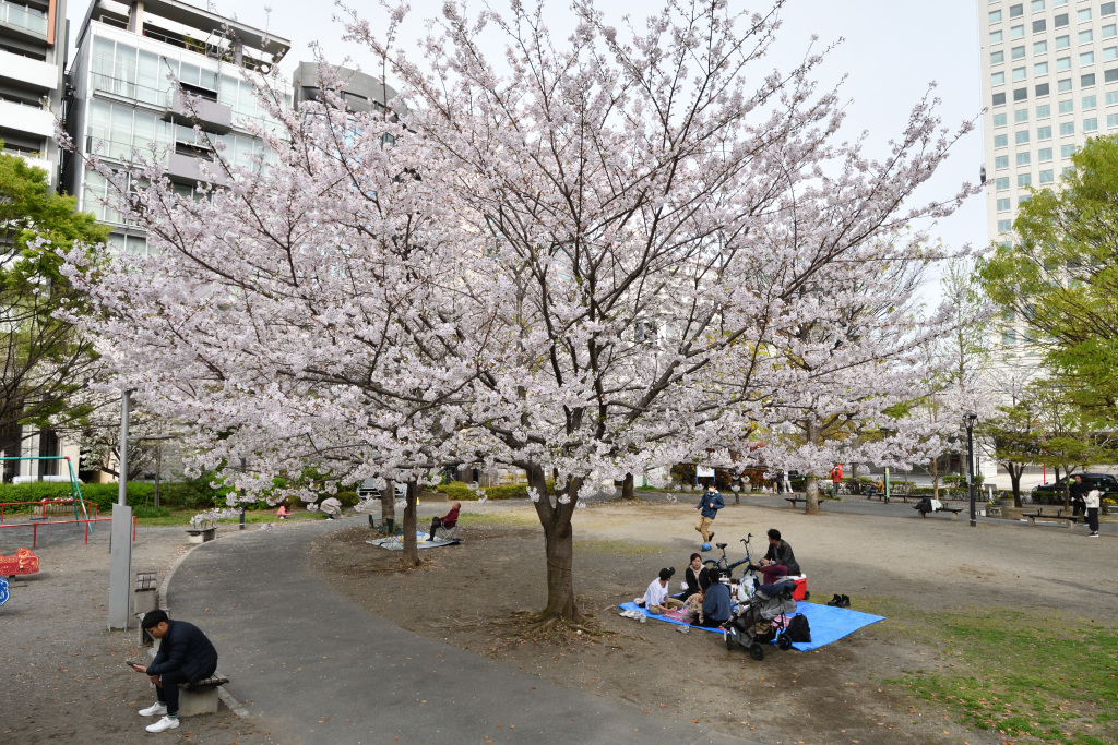  Trees for children who live in Chuo Ward