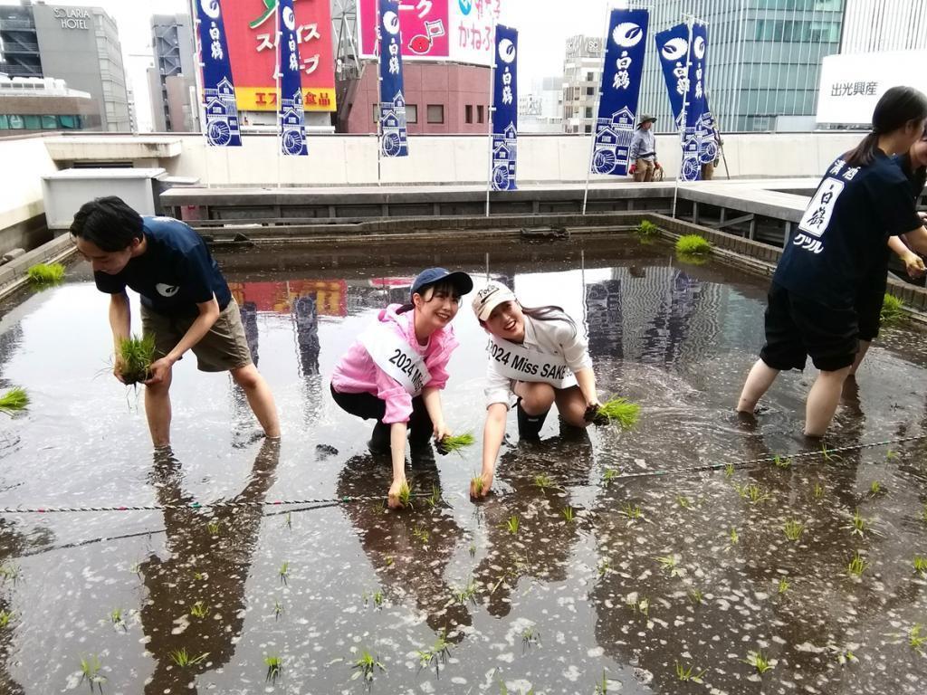  시라쓰루 긴자 천공 농원
　　2024 현재 벼의 생육 상황
　　～하쿠쓰루 주조~