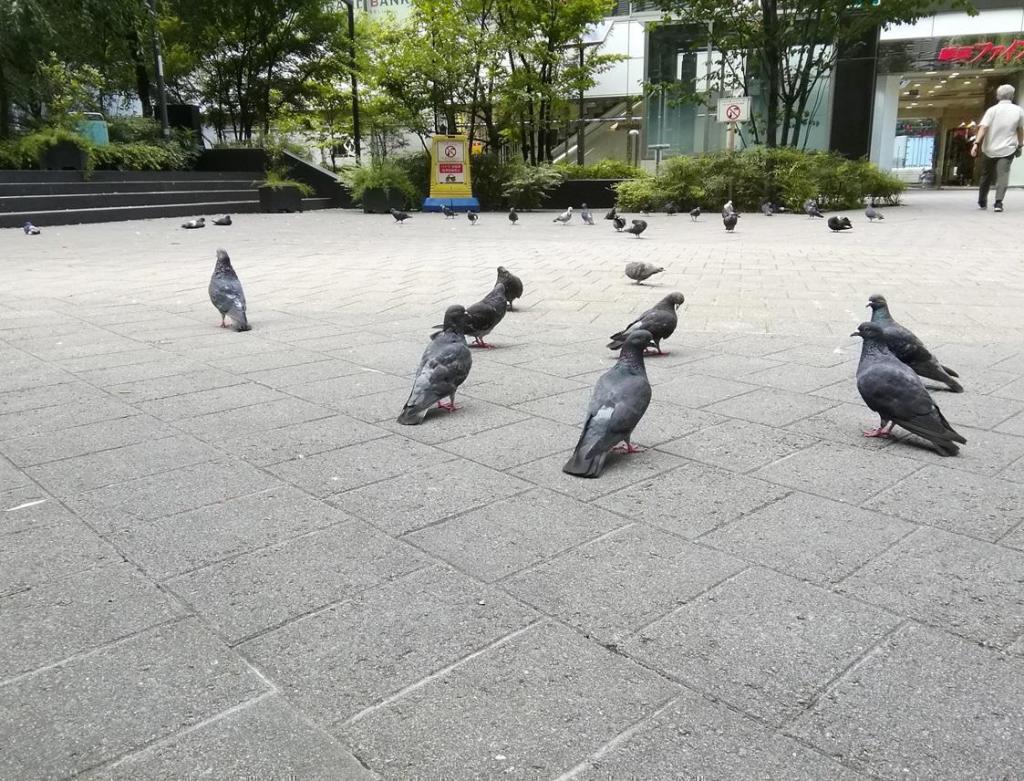 스키야바시 공원의 비둘기·야나기·젊은 시계다이
　　～요로야바시 공원～