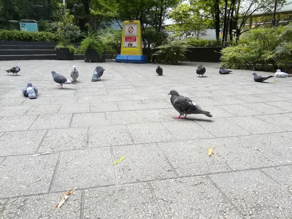  하토·야나기·젊은 시계다이
　　～요로야바시 공원～