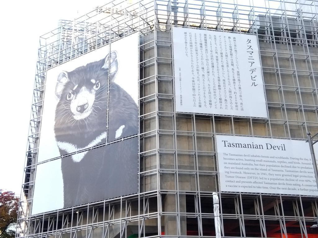 태스매니아 데빌 Ginza Sony Park 멸종 위기에 대해 케이프 펭귄
