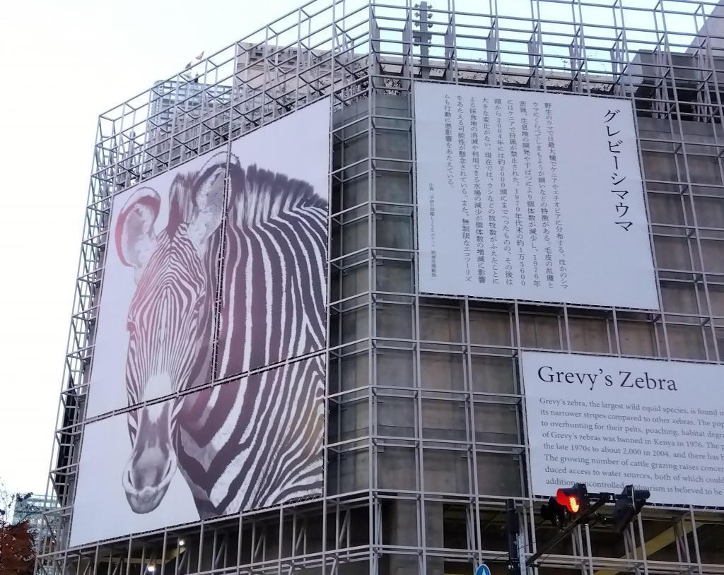 그레이비 시마우마 Ginza Sony Park 멸종 위기에 대해 케이프 펭귄
