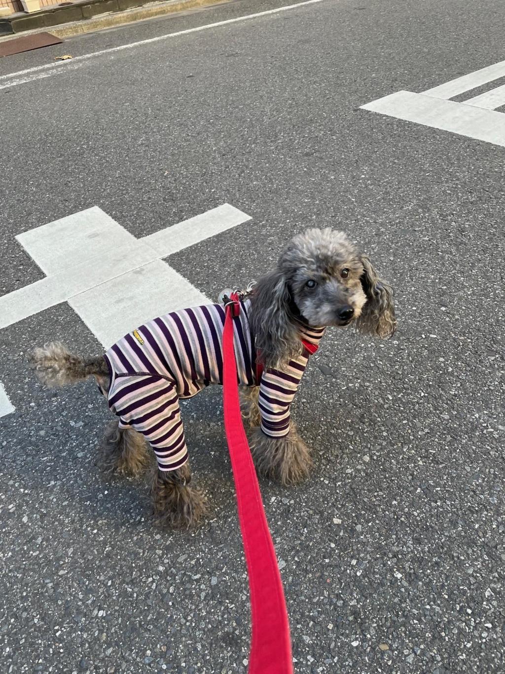  교바시에서 벚꽃 만개입니다!